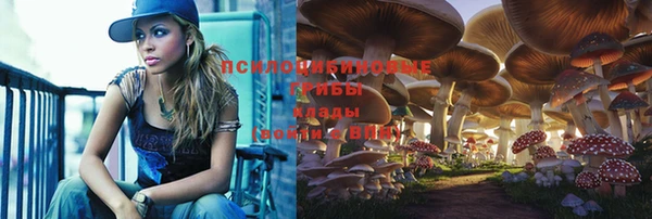 гашик Пересвет